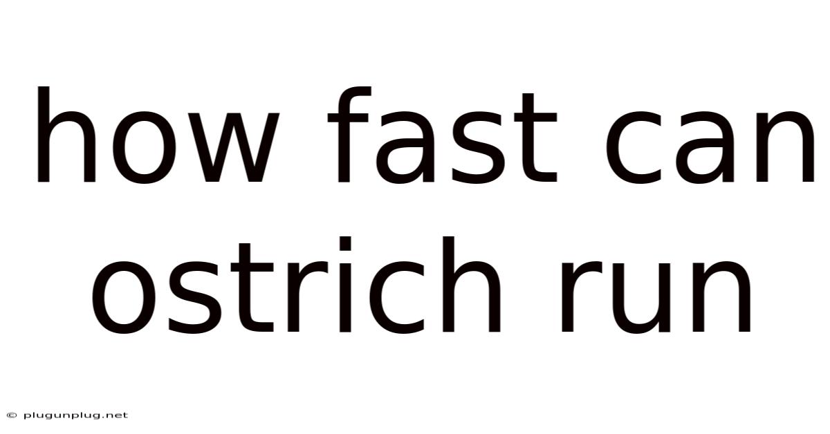 How Fast Can Ostrich Run