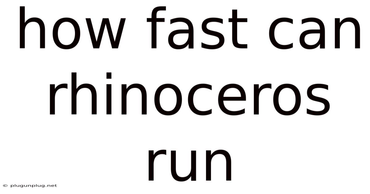 How Fast Can Rhinoceros Run