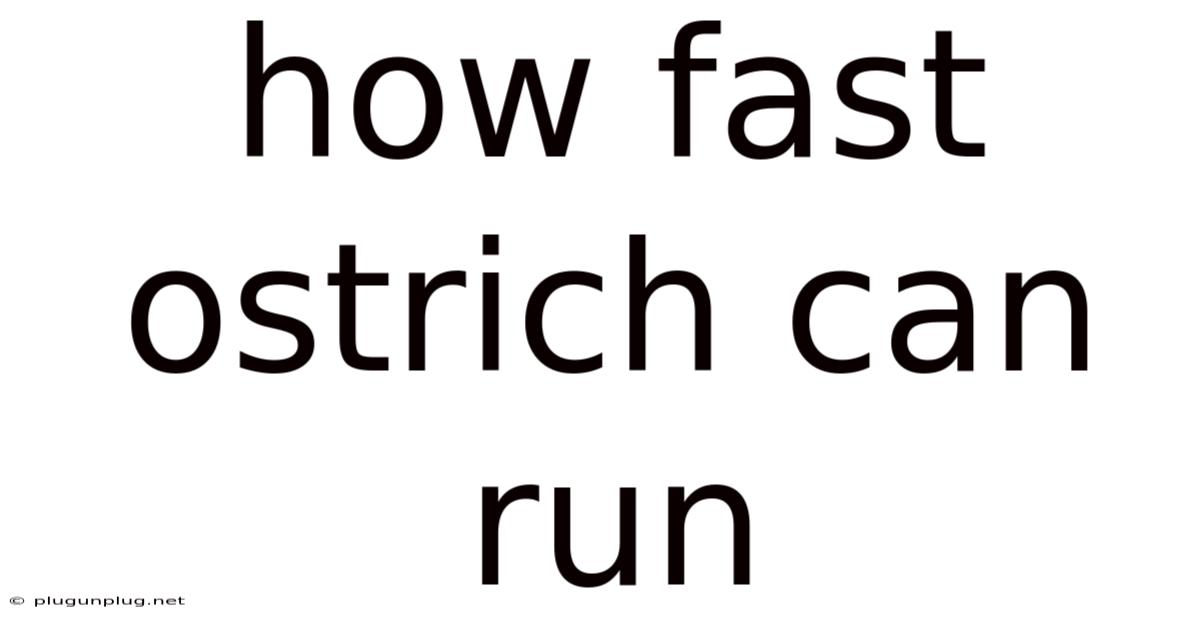 How Fast Ostrich Can Run