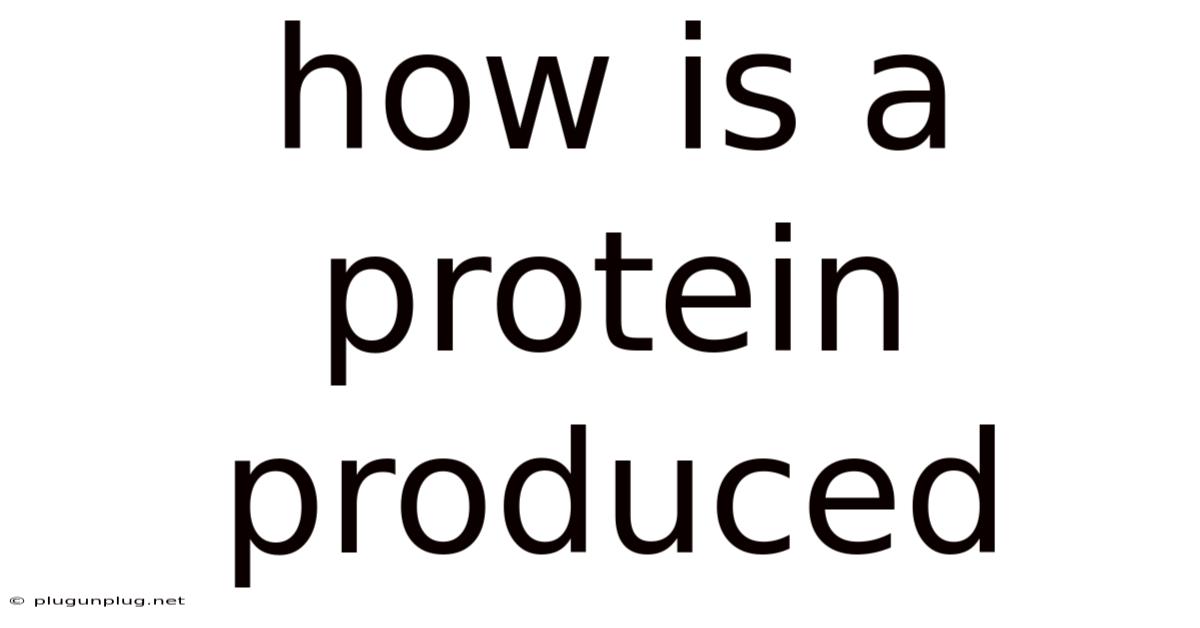 How Is A Protein Produced