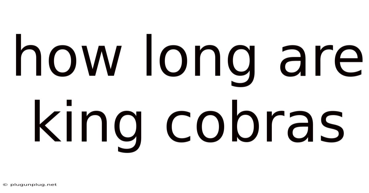 How Long Are King Cobras