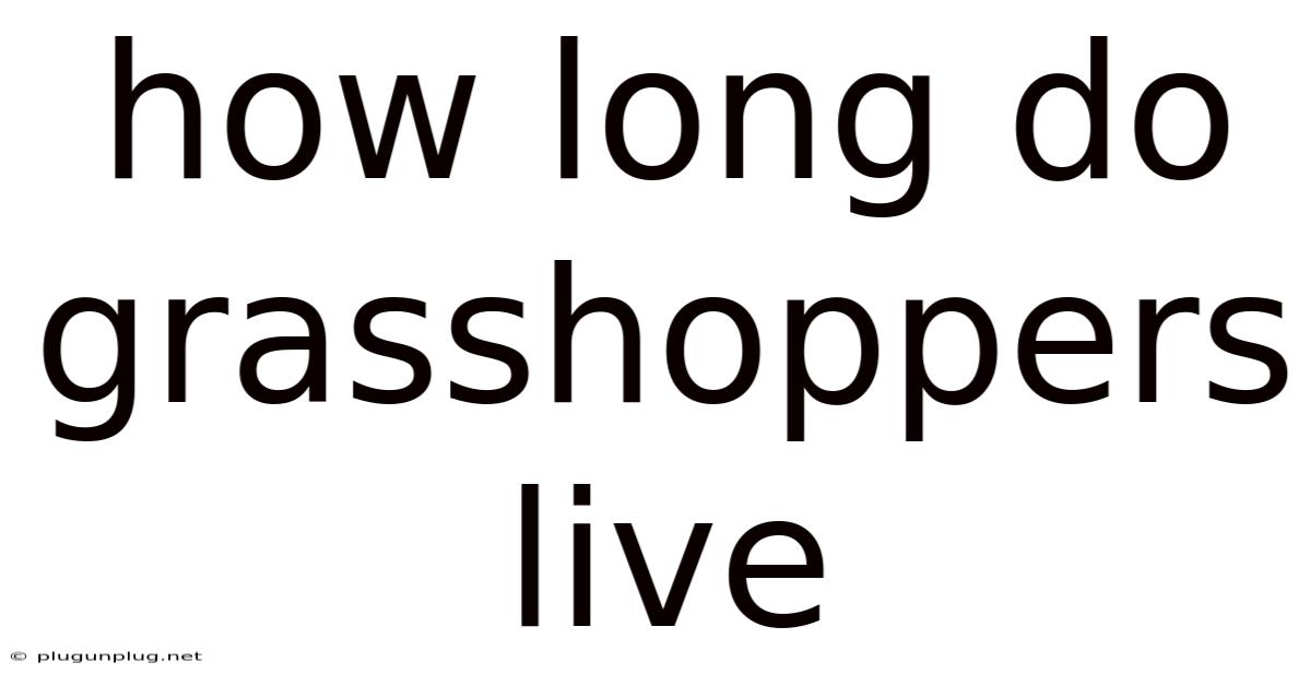 How Long Do Grasshoppers Live