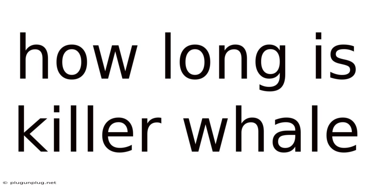 How Long Is Killer Whale