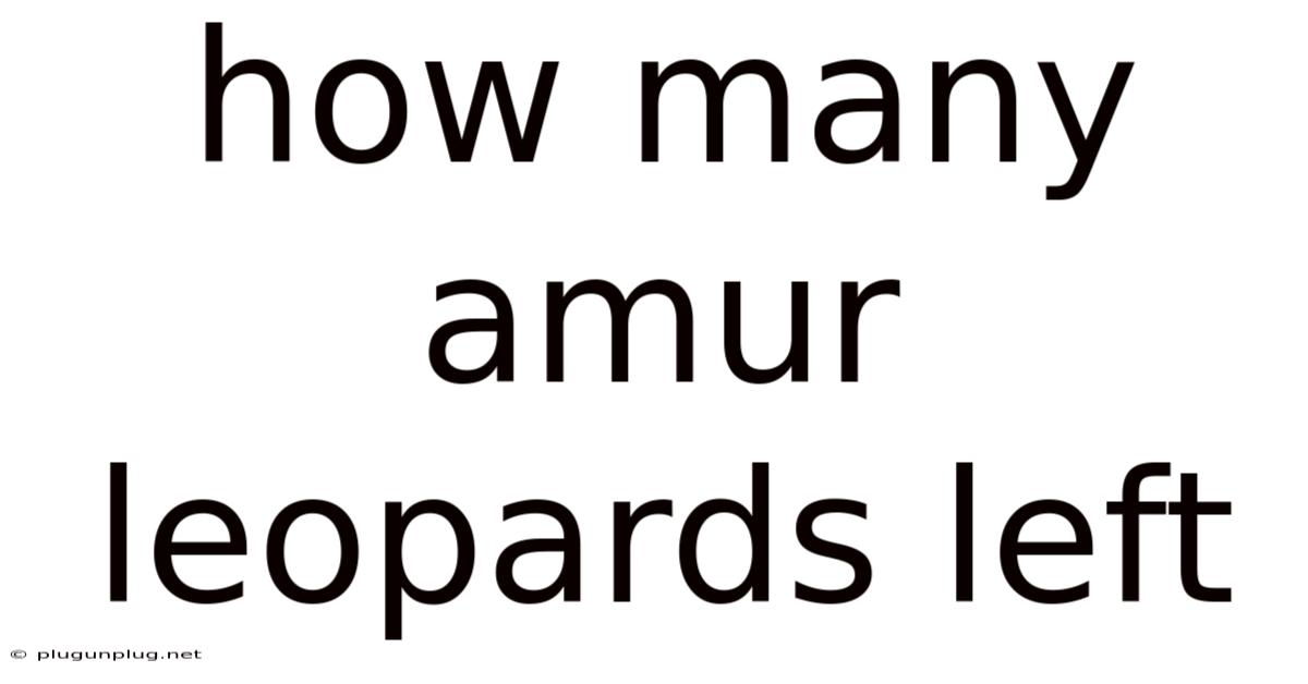 How Many Amur Leopards Left