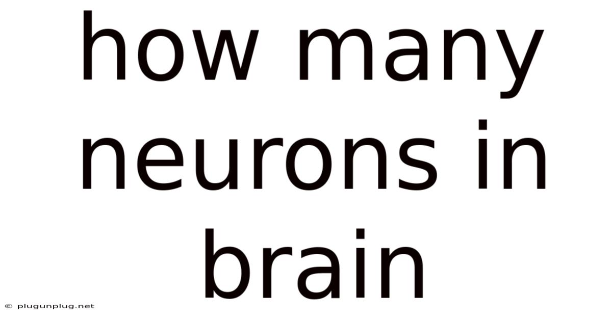 How Many Neurons In Brain