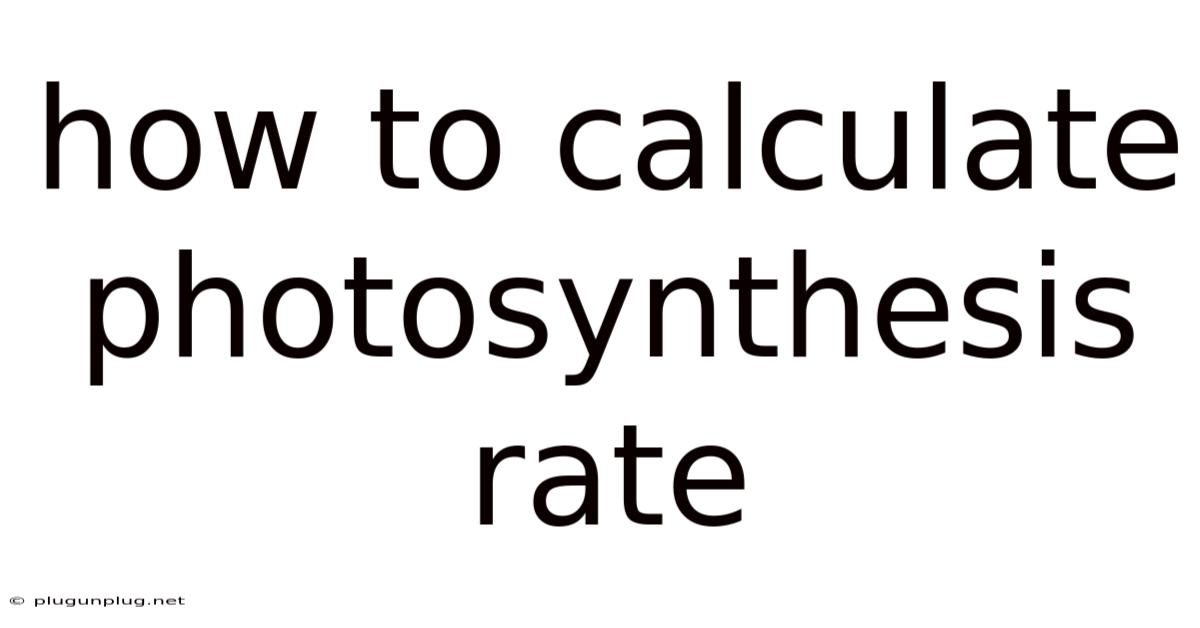 How To Calculate Photosynthesis Rate