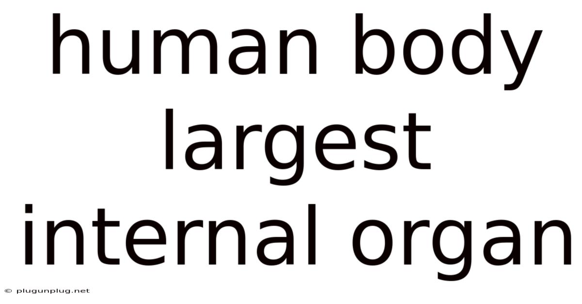 Human Body Largest Internal Organ