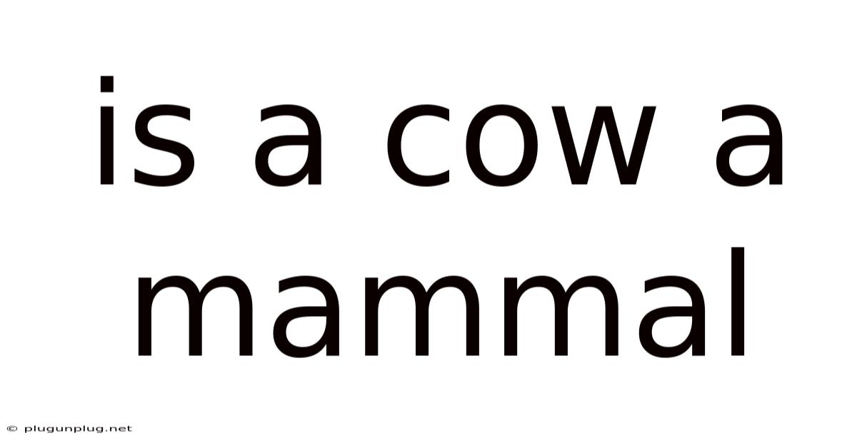 Is A Cow A Mammal