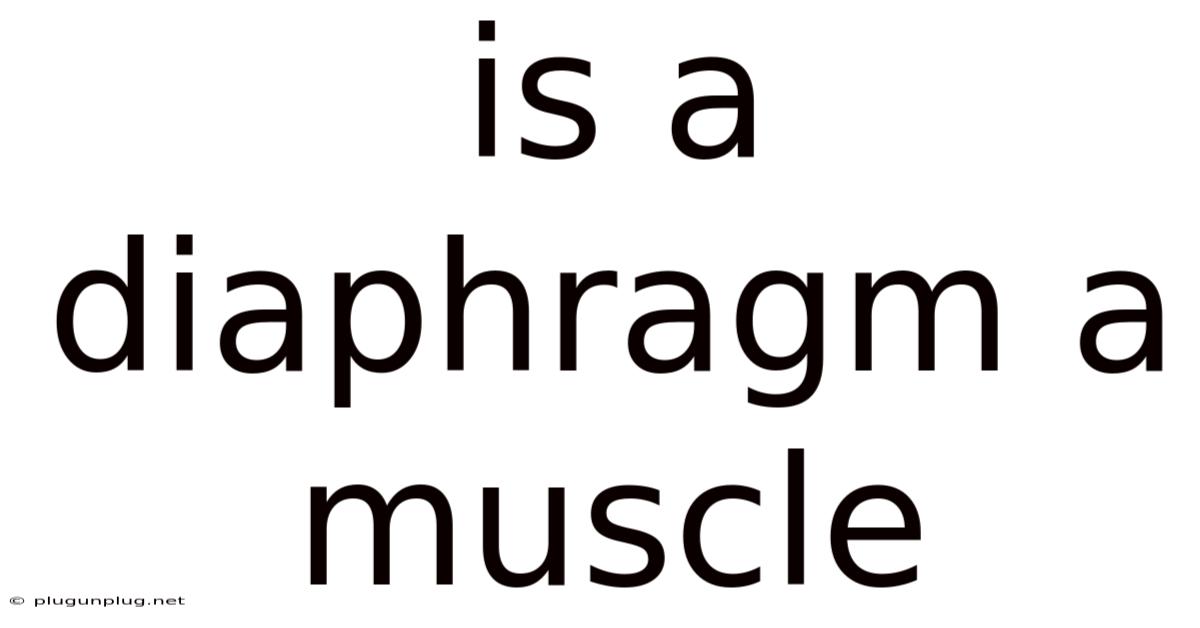 Is A Diaphragm A Muscle