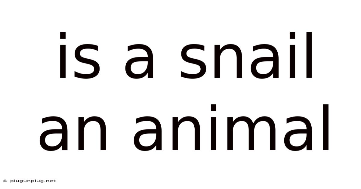 Is A Snail An Animal