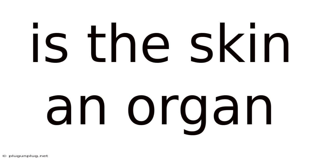 Is The Skin An Organ
