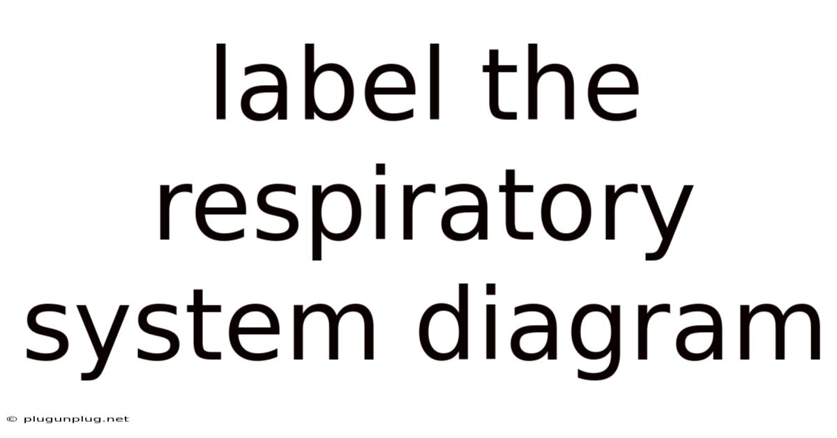 Label The Respiratory System Diagram