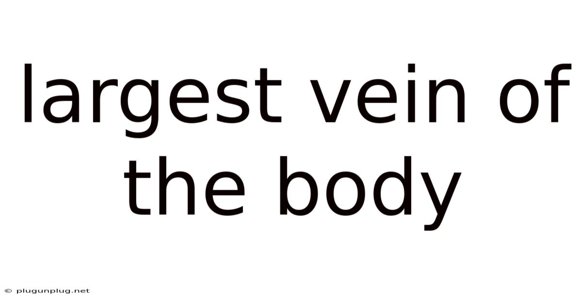 Largest Vein Of The Body