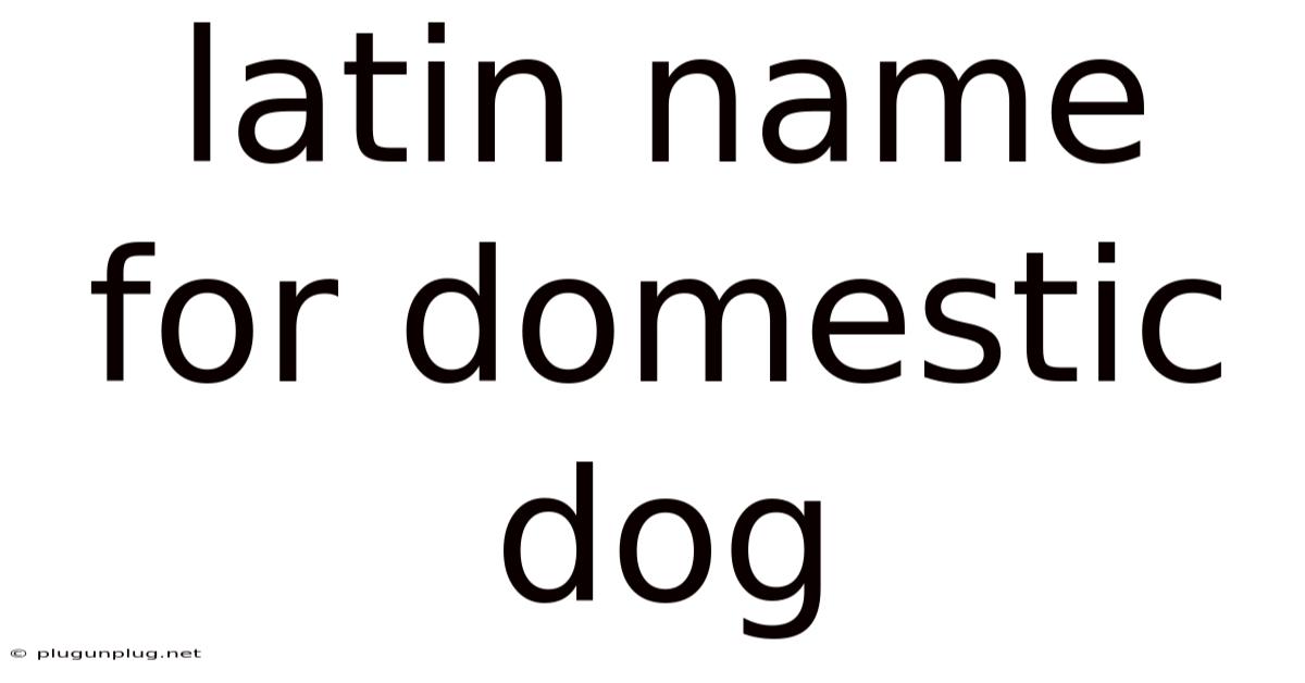 Latin Name For Domestic Dog