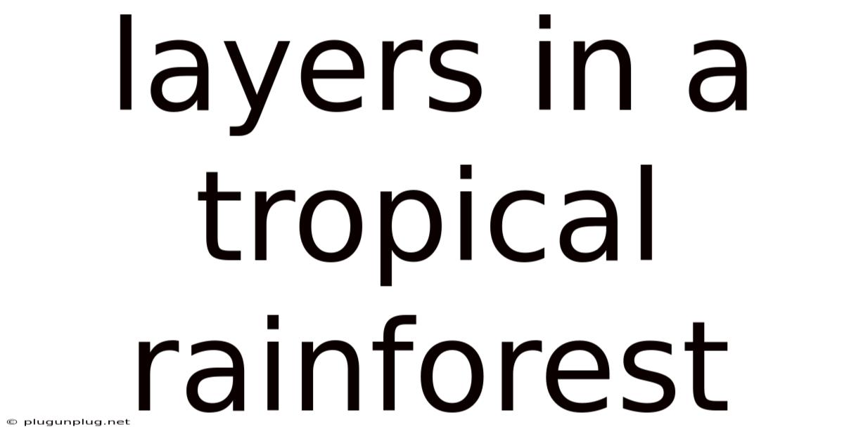 Layers In A Tropical Rainforest