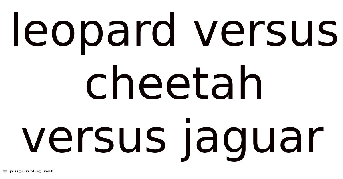 Leopard Versus Cheetah Versus Jaguar