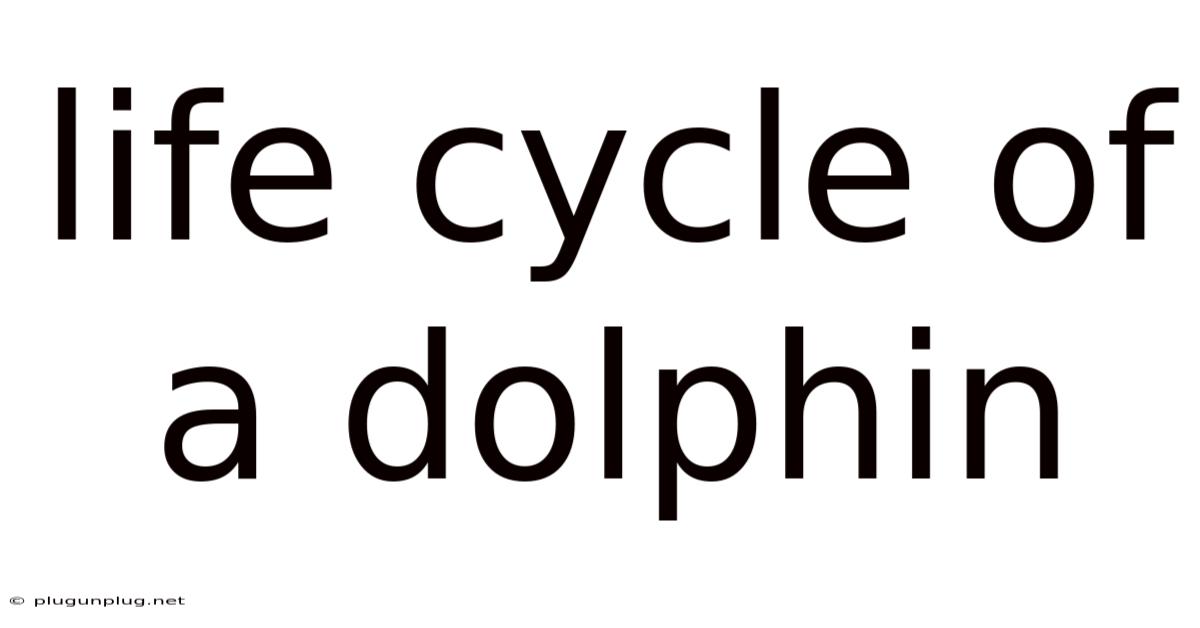 Life Cycle Of A Dolphin