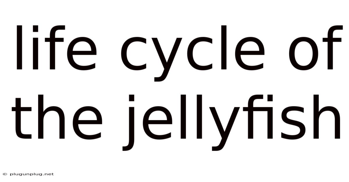 Life Cycle Of The Jellyfish