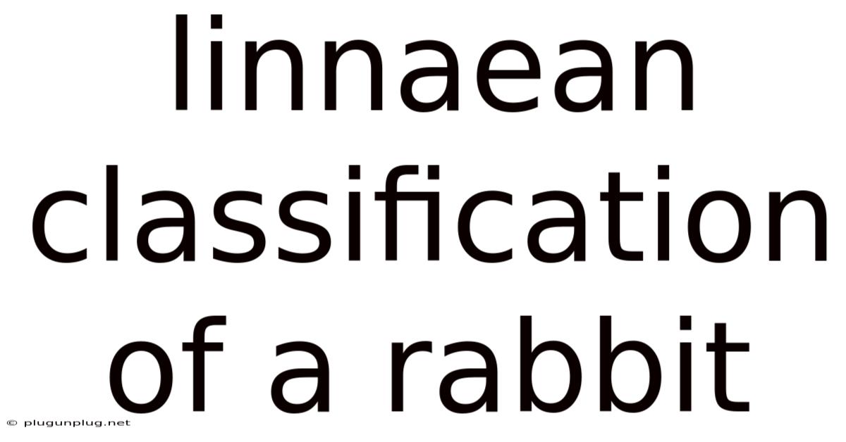 Linnaean Classification Of A Rabbit
