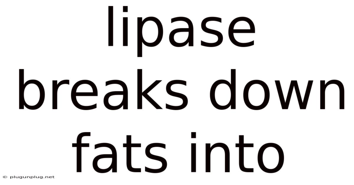 Lipase Breaks Down Fats Into