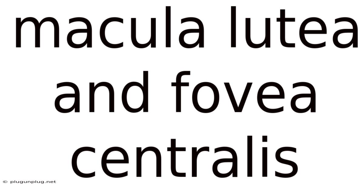 Macula Lutea And Fovea Centralis