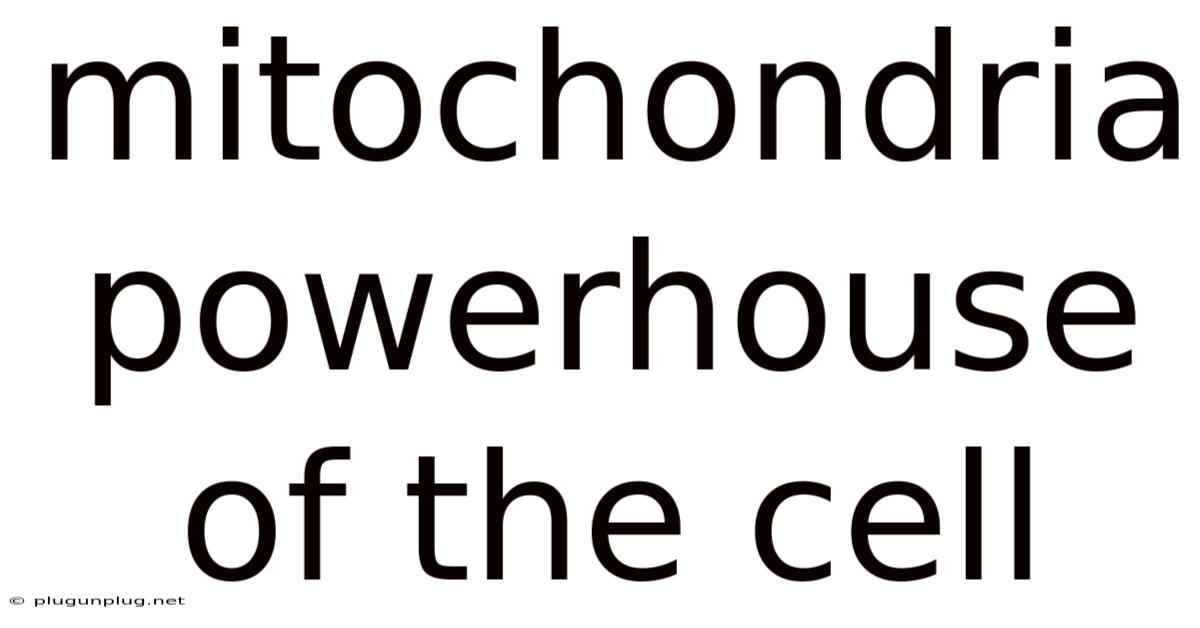 Mitochondria Powerhouse Of The Cell