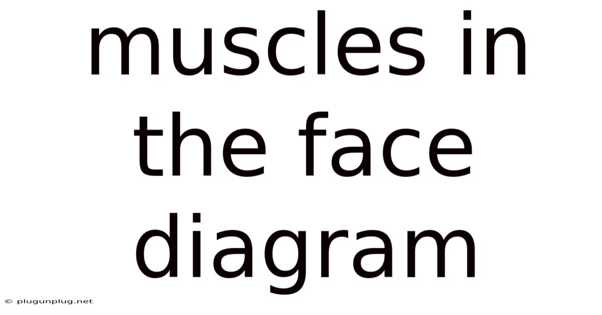 Muscles In The Face Diagram