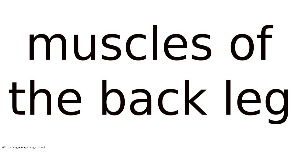 Muscles Of The Back Leg
