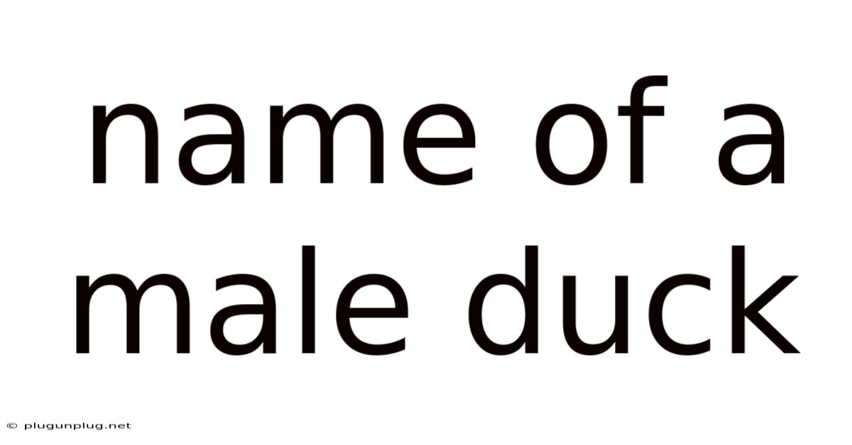 Name Of A Male Duck