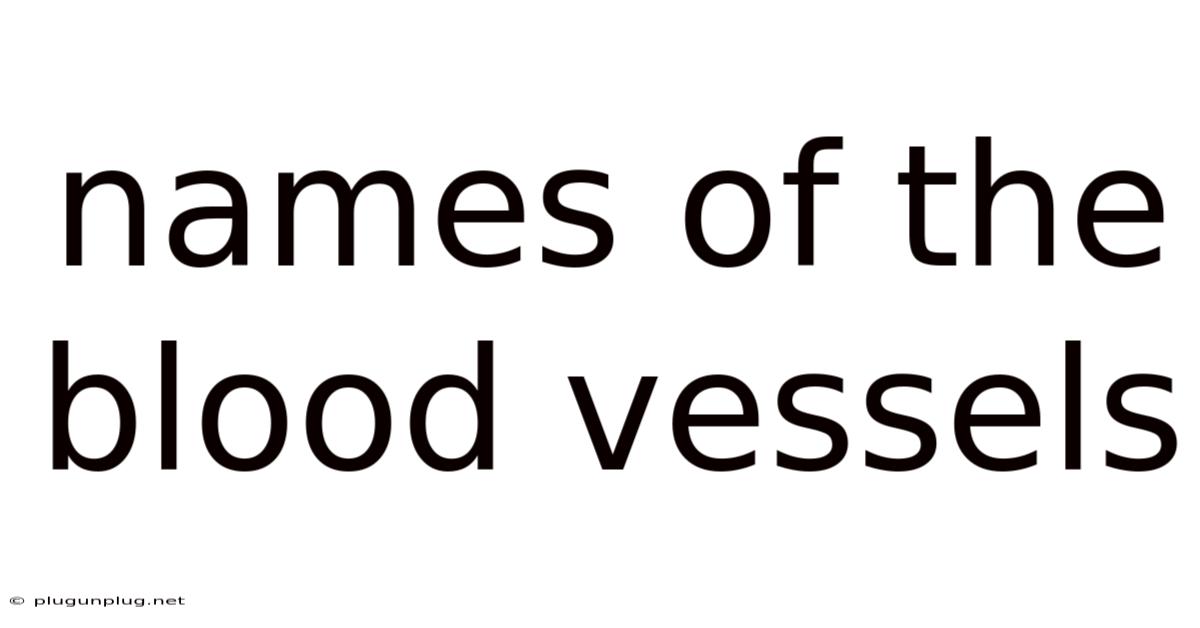 Names Of The Blood Vessels