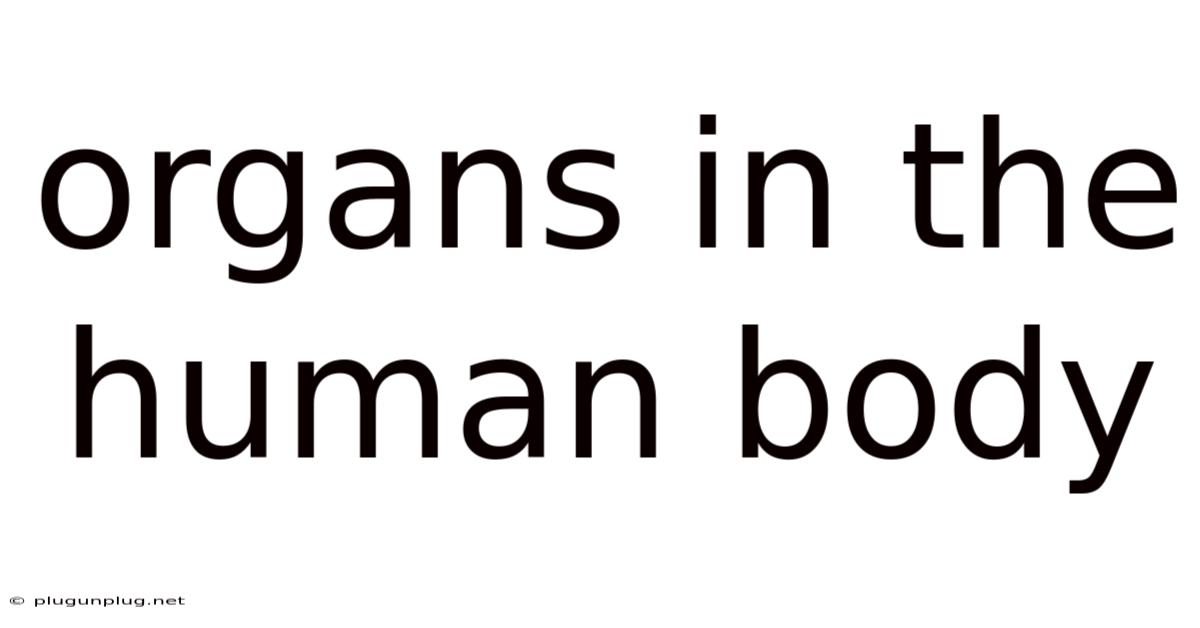 Organs In The Human Body