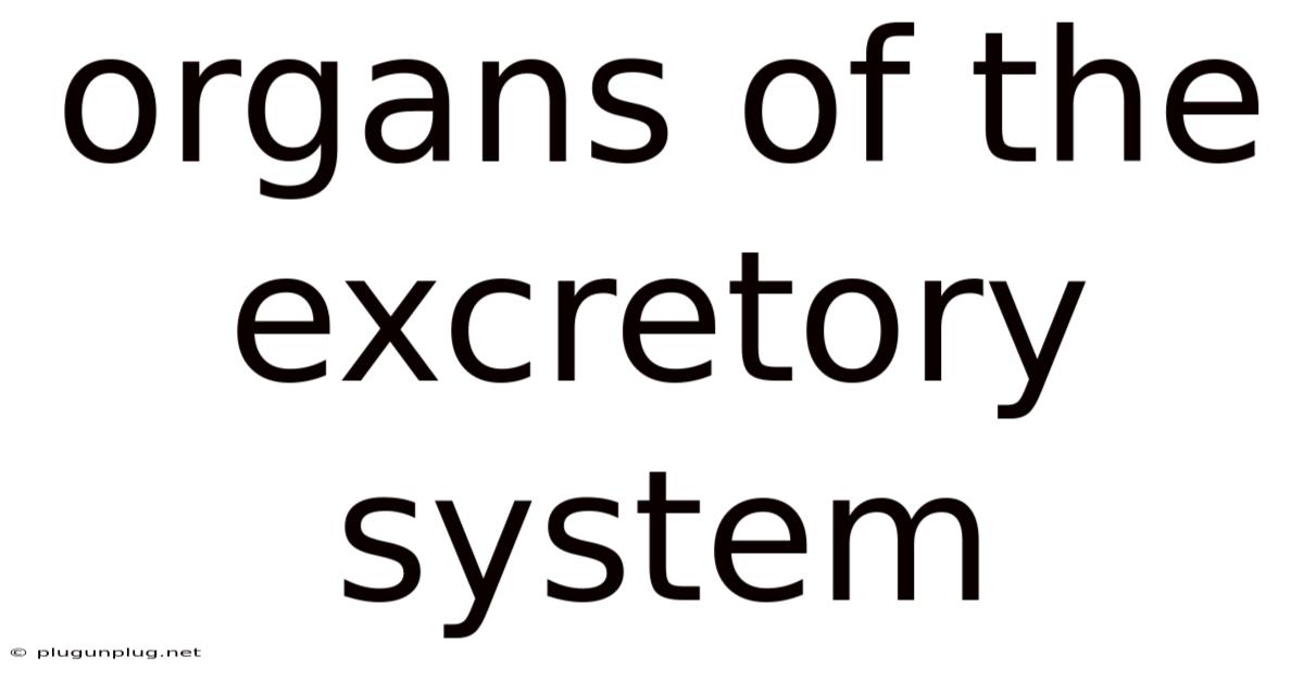 Organs Of The Excretory System