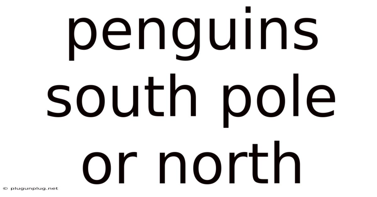 Penguins South Pole Or North