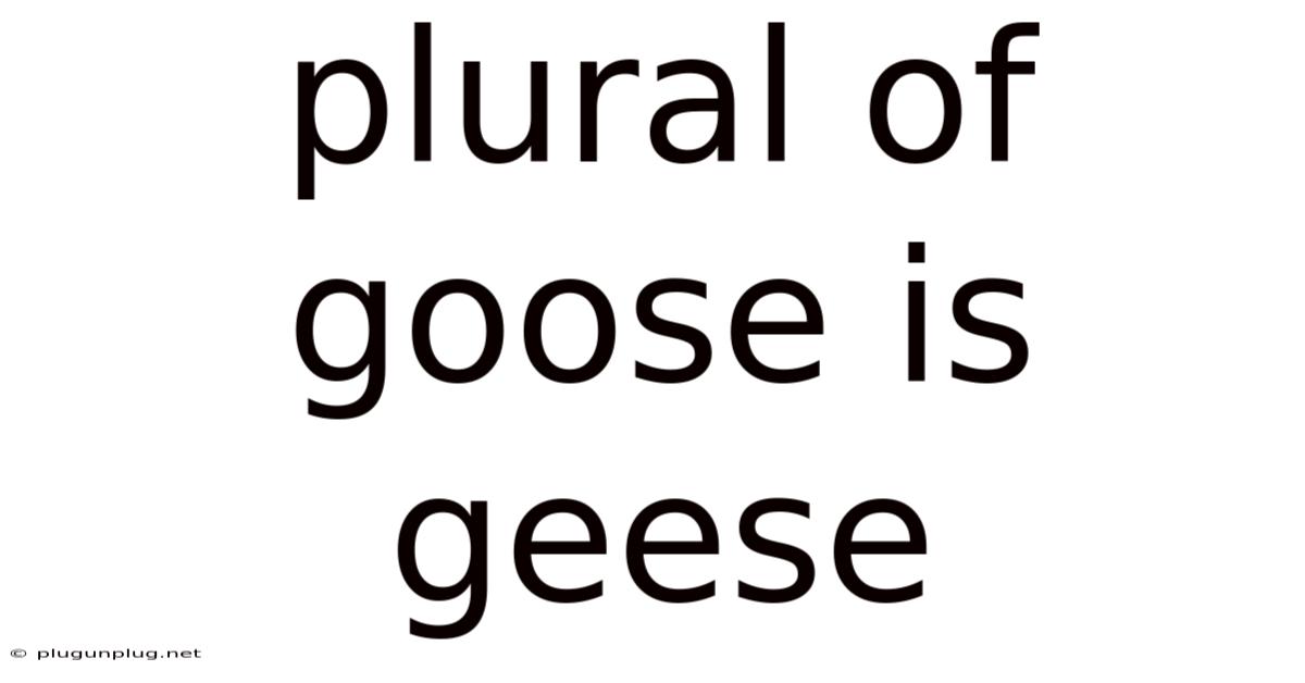 Plural Of Goose Is Geese
