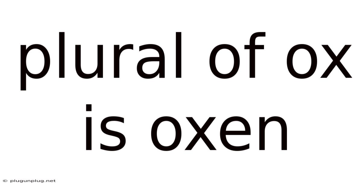 Plural Of Ox Is Oxen