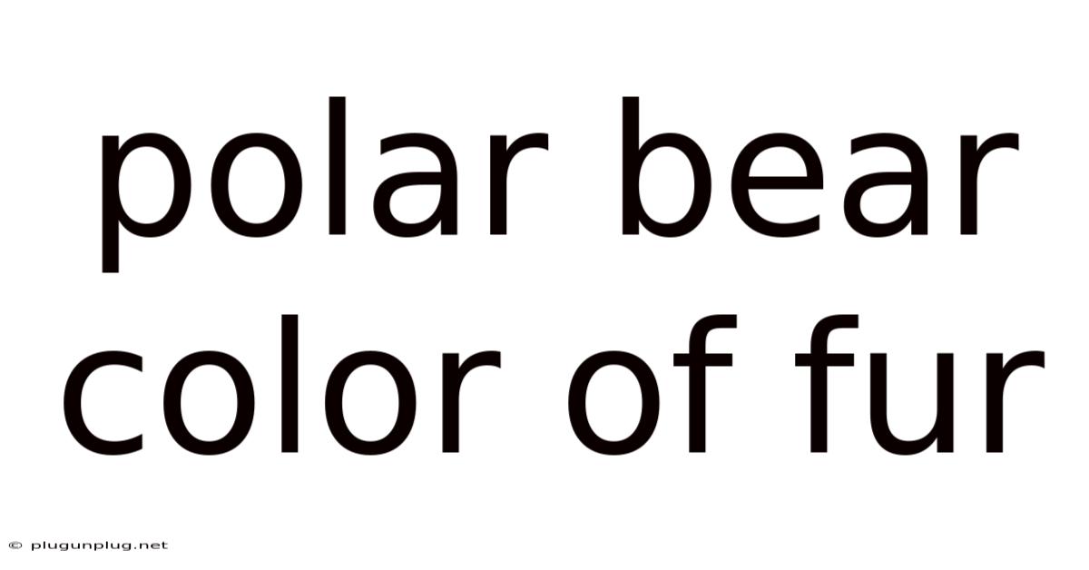 Polar Bear Color Of Fur