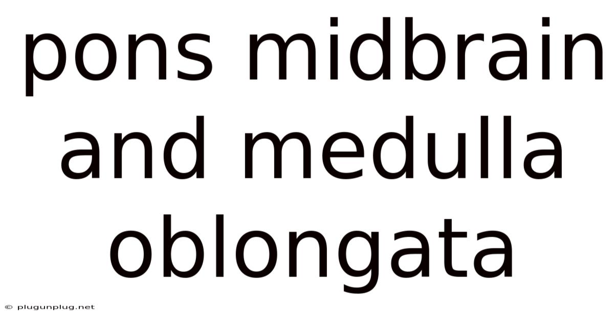 Pons Midbrain And Medulla Oblongata