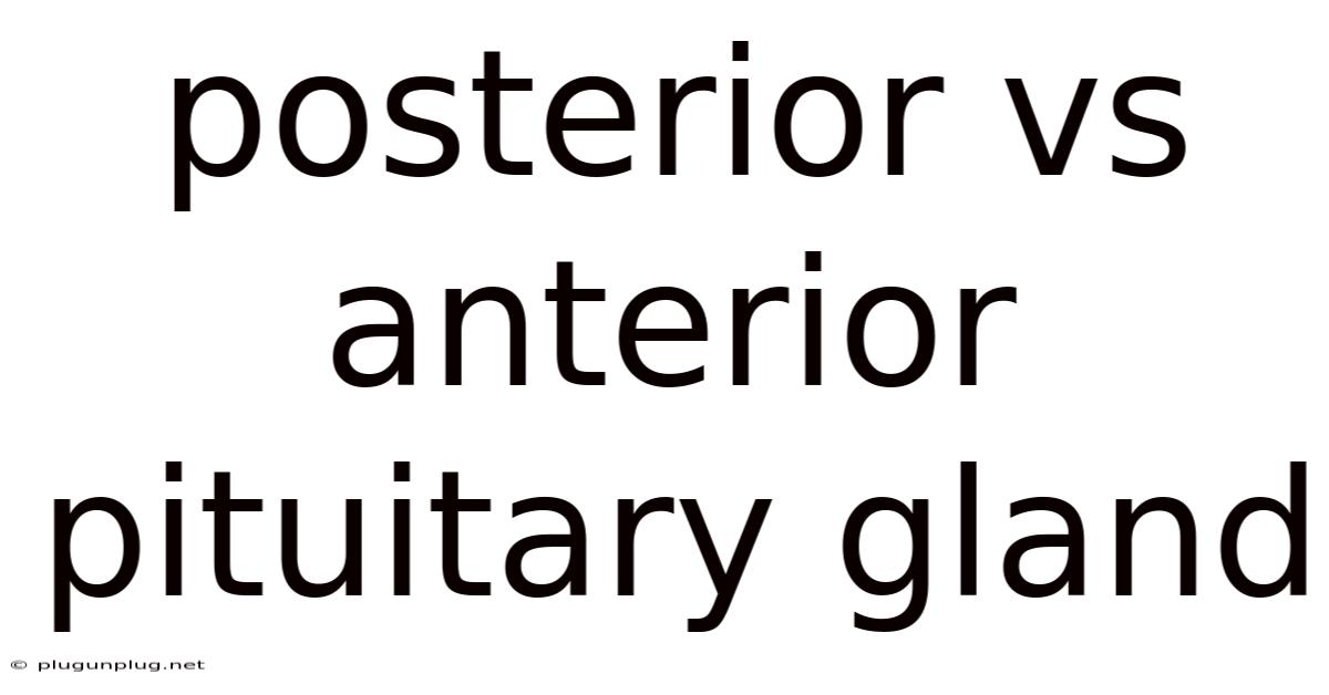 Posterior Vs Anterior Pituitary Gland