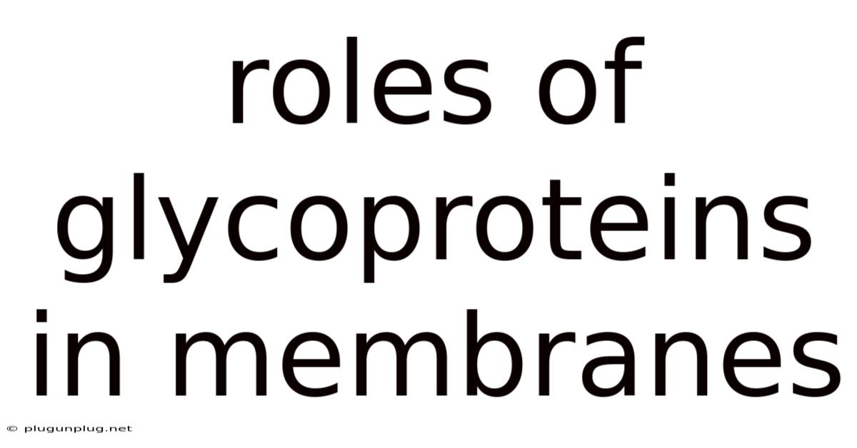 Roles Of Glycoproteins In Membranes