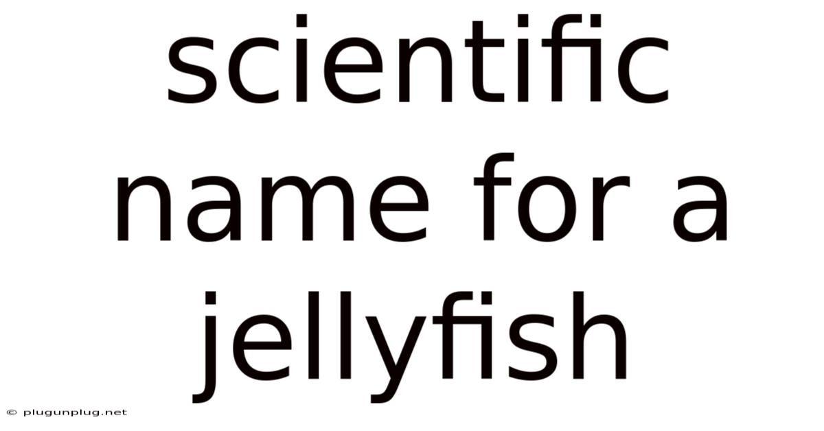 Scientific Name For A Jellyfish