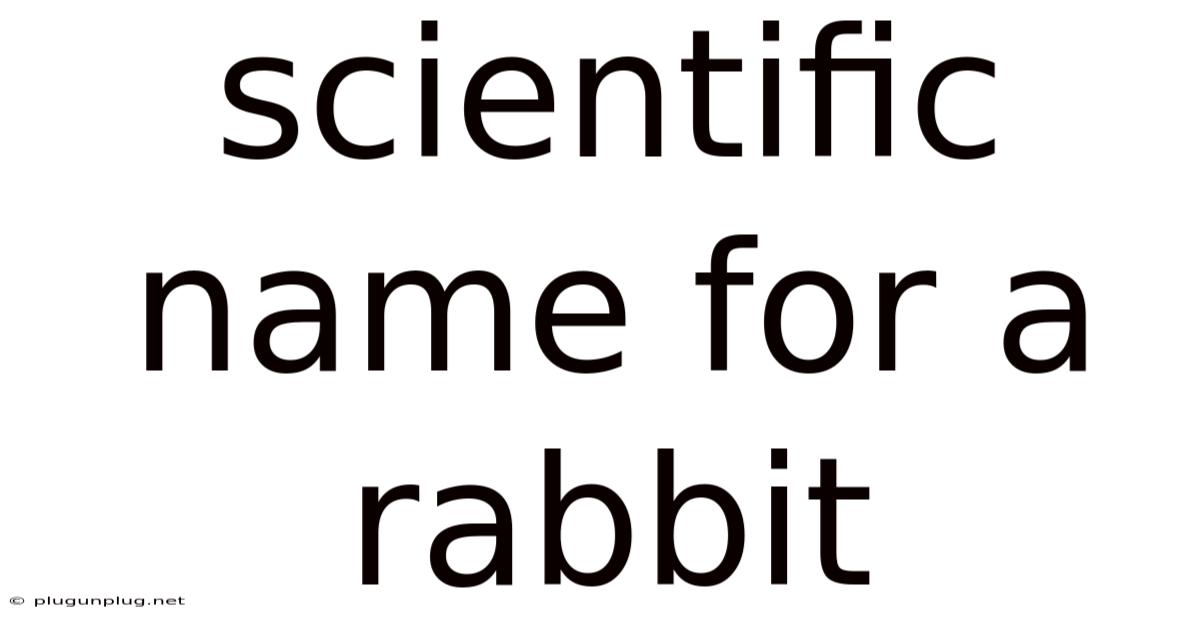 Scientific Name For A Rabbit