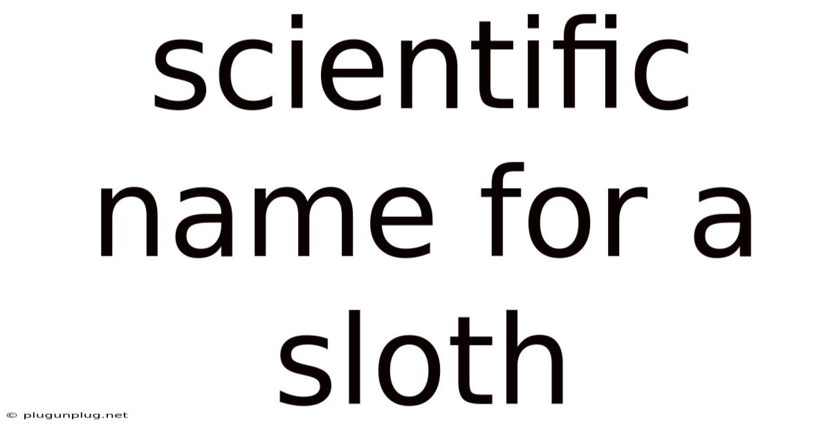 Scientific Name For A Sloth