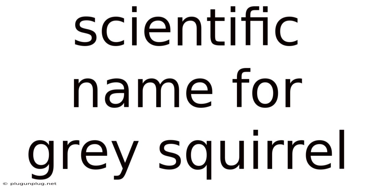 Scientific Name For Grey Squirrel