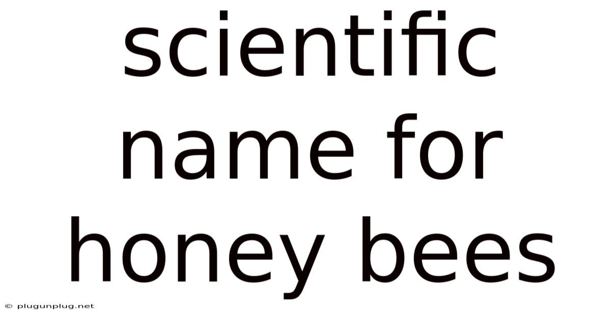Scientific Name For Honey Bees