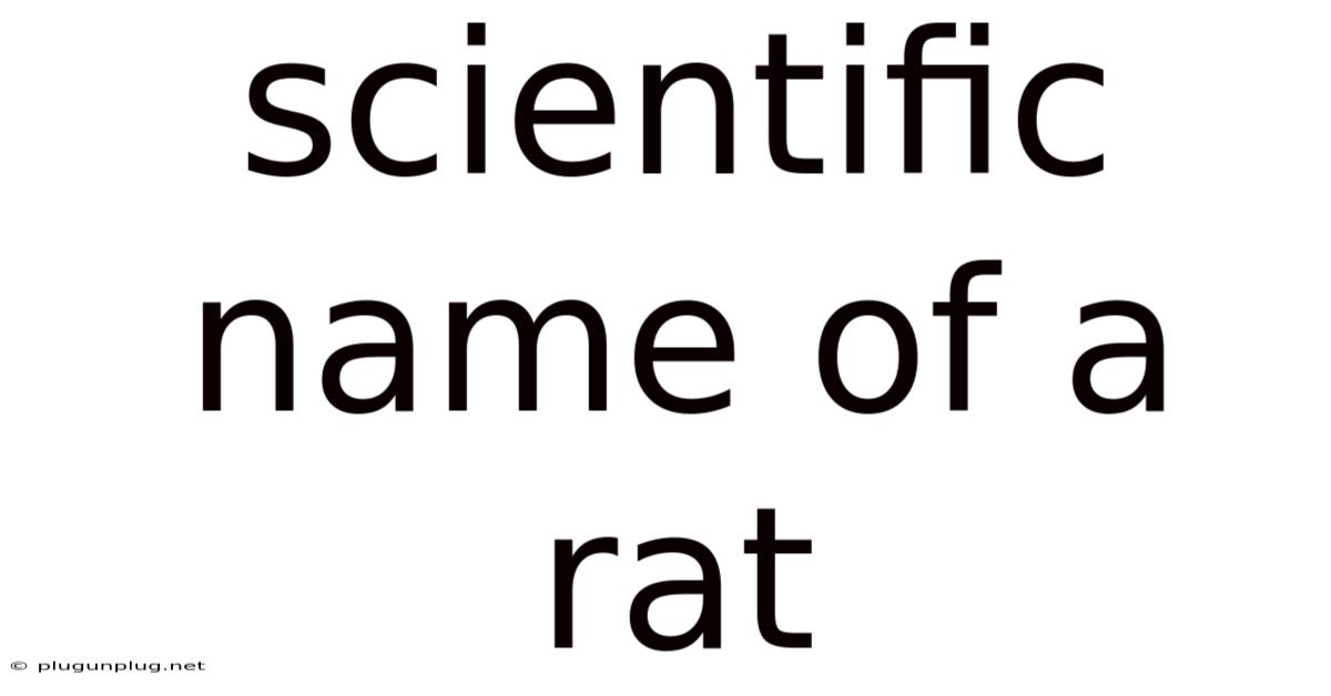 Scientific Name Of A Rat