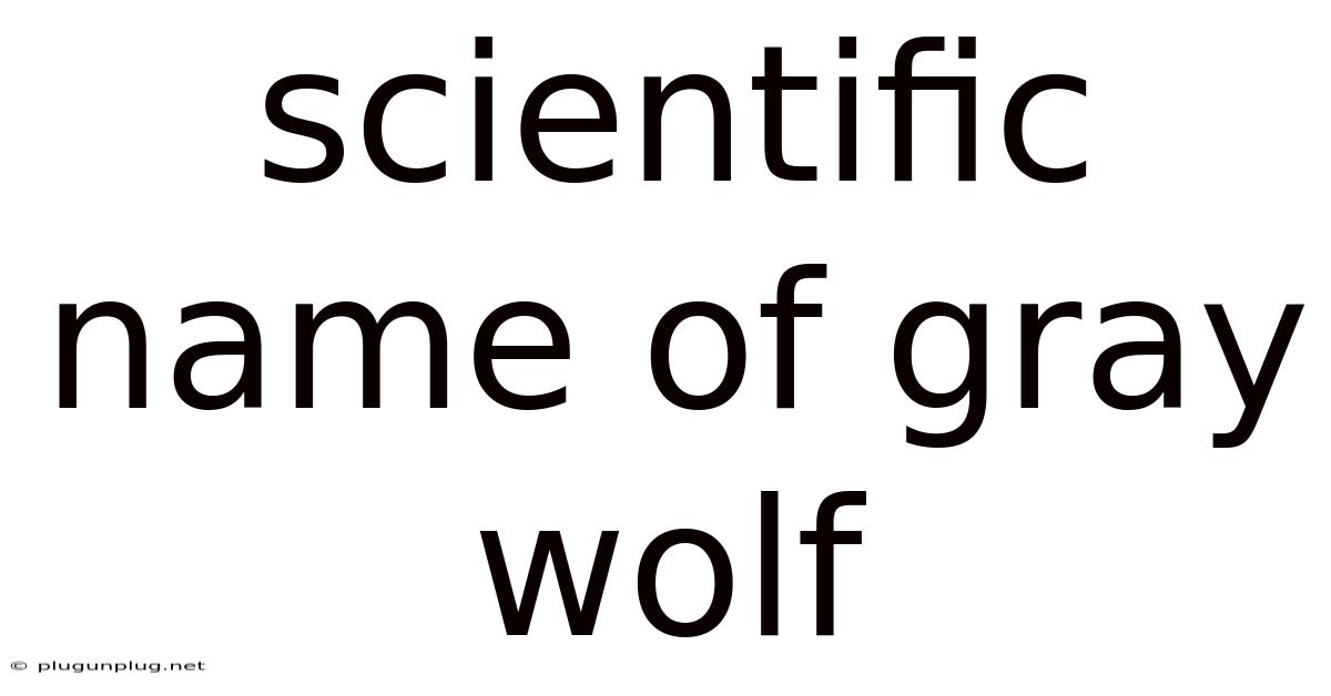 Scientific Name Of Gray Wolf