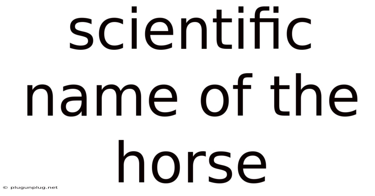 Scientific Name Of The Horse