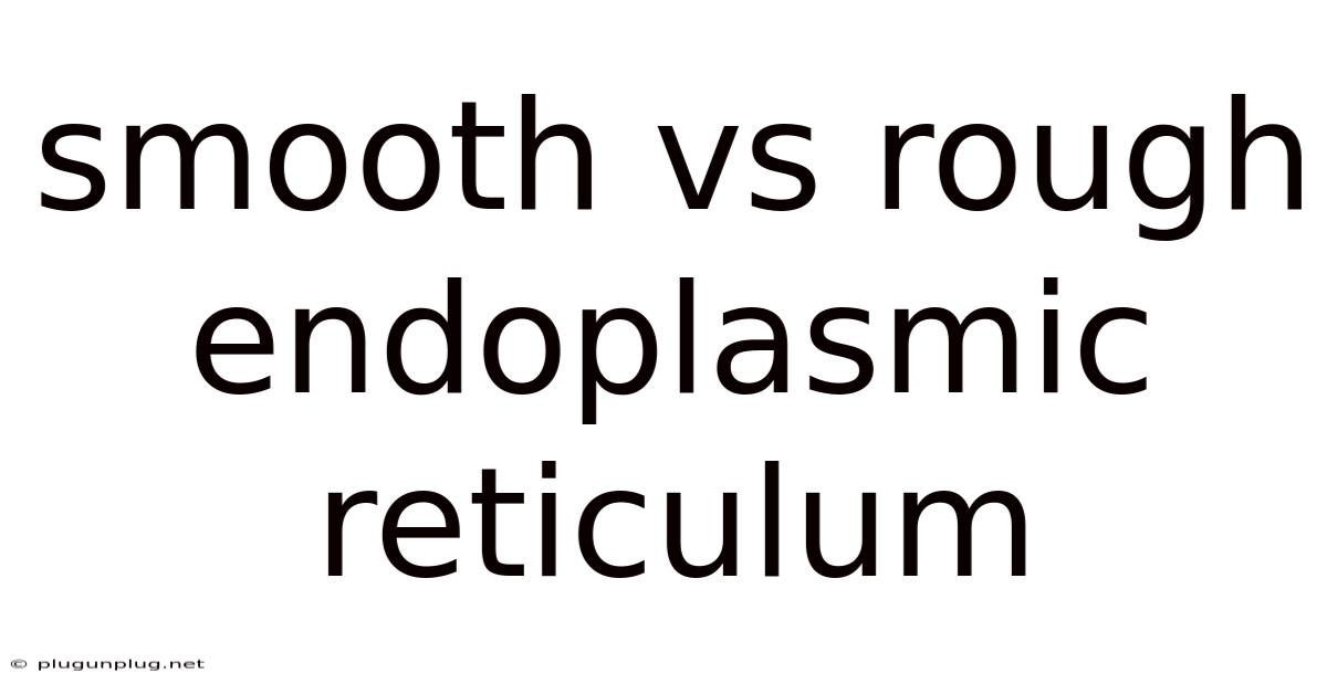 Smooth Vs Rough Endoplasmic Reticulum
