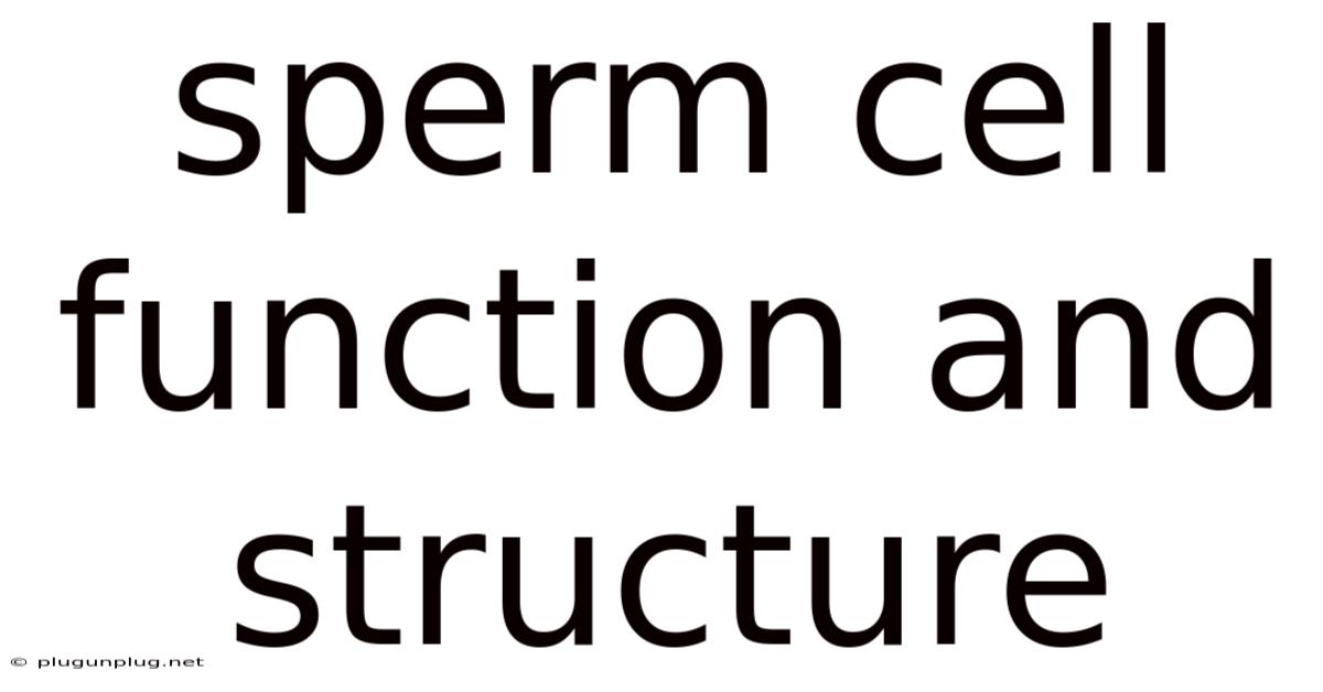 Sperm Cell Function And Structure