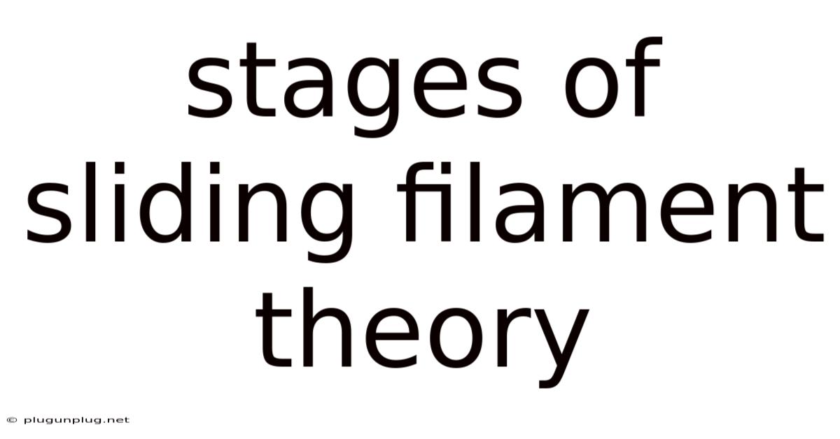 Stages Of Sliding Filament Theory